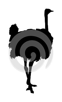 Ostrich  silhouette illustration isolated on white background.