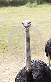 Ostrich silly bird