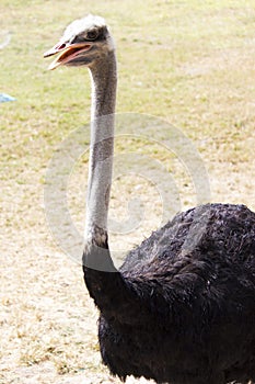 Ostrich silly bird