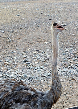 Ostrich in Sir Baniyas Island Reserve