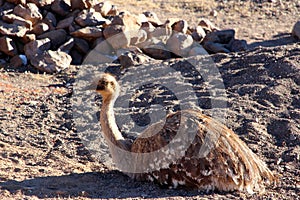 Ostrich sitting in the early morning sun