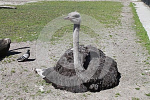 Ostrich sitting on the ground
