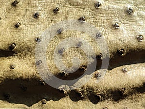Ostrich skin texture close-up in detail