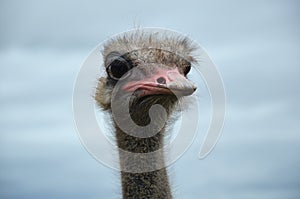 Ostrich and the sky