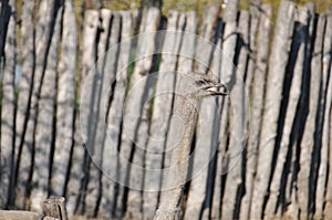 Ostrich and fence