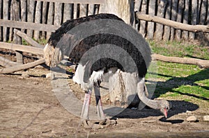 Ostrich