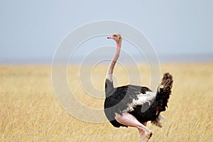 Ostrich standing on the African savannah on background of tall grass and a blue sky