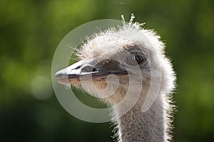 Ostrich standing against blurred background