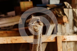 Ostriches standing in front of a building on an ostrich farm. Selective focus photo