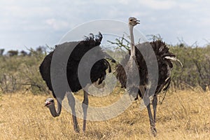 Ostrich in the steppe of Etosha Park, Namibia
