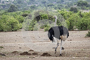 Ostrich strolling in Botswana, Africa