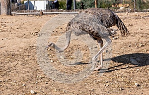 An ostrich with strong legs walks in an enclosure