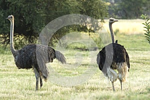 Ostrich; Struisvogel; Struthio camelus