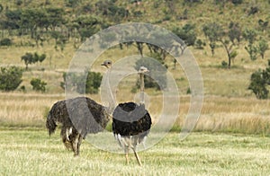 Ostrich; Struisvogel; Struthio camelus