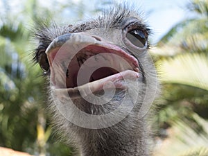 Ostrich, Struthio camelus