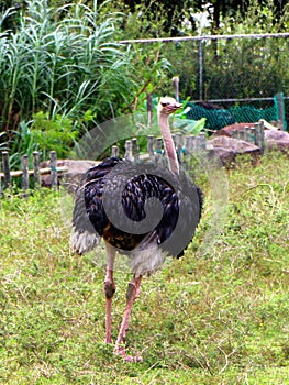 The ostrich Struthio camelus