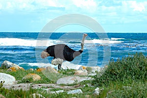 Ostrich (Struthio camelus)