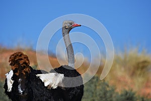 Ostrich struthio camelus