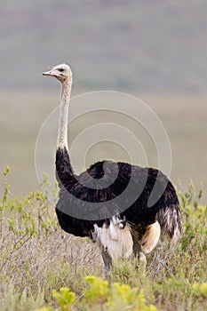 Ostrich (struthio camelus)