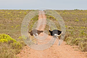 Ostrich (struthio camelus)