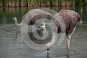 Ostrich (Struthio camelus).