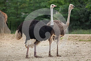 Ostrich (Struthio camelus).