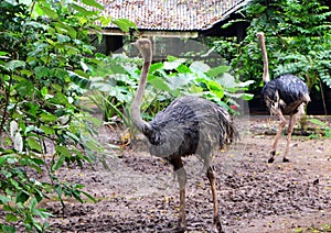 The ostrich Struthio camelus bird