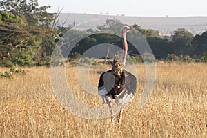 Ostrich - Struthio camelus camelus - in field with evening sun, Tanzania