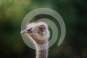 Ostrich Struthio camelus closeup shot