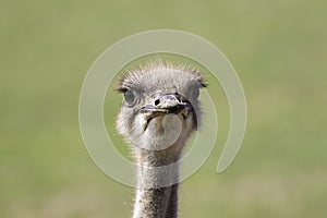 Ostrich Struthio camelus face