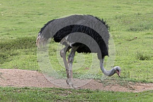 An ostrich (Struthio camelus - family Struthionidae, of flightless birds) walks in the pasture looking for food photo