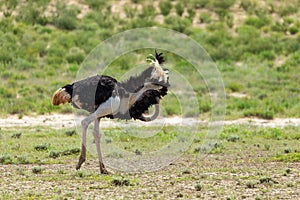 Ostrich, in Kalahari,South Africa wildlife safari