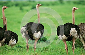 OSTRICH struthio camelus, GROUP OF MALES, KENYA