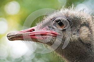 Ostrich or Struthio camelus head