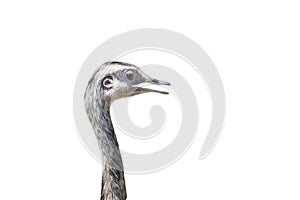 Ostrich - Struthio camelus - head with neck of young ostrich with open beak