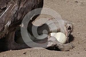 Ostrich (Struthio camelus) inspects its eggs in the nest.