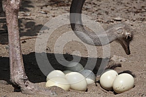 Ostrich (Struthio camelus) inspects its eggs in the nest.