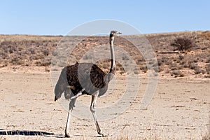 Ostrich Struthio camelus, in Kgalagadi, South Africa