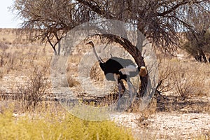 Ostrich Struthio camelus, Kgalagadi, South Africa, safari wildlife