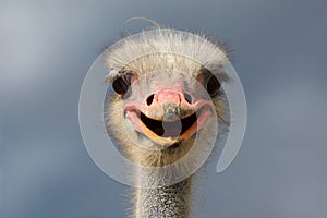 Ostrich (Struthio camelus).