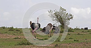 Ostrich, Struthio camelus, Male and Female,Courtship displaying before Mating, Masai Mara Park in Kenya,