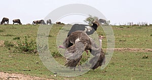 Ostrich, Struthio camelus, Male and Female,Courtship displaying before Mating, Masai Mara Park in Kenya,