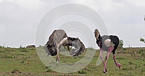 Ostrich, Struthio camelus, Male and Female,Courtship displaying before Mating, Masai Mara Park in Kenya,