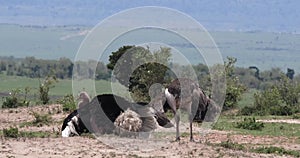 Ostrich, Struthio camelus, Male and Female,Courtship displaying before Mating, Masai Mara Park in Kenya,