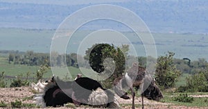 Ostrich, Struthio camelus, Male and Female,Courtship displaying before Mating, Masai Mara Park in Kenya,