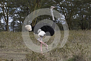 Ostrich, struthio camelus, Male walking on Grass, Masai Mara Park in Kenya
