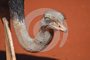 Ostrich struthio camelus in the Namibian Kalahari