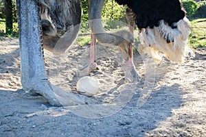 Ostrich Struthio camelus takes care of their egg in nest