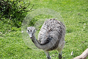 Ostrich struts on the meadow