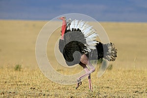 Ostrich, strutting its stuff